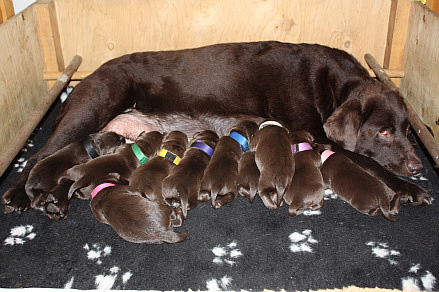 choko en mørkebrun labrador